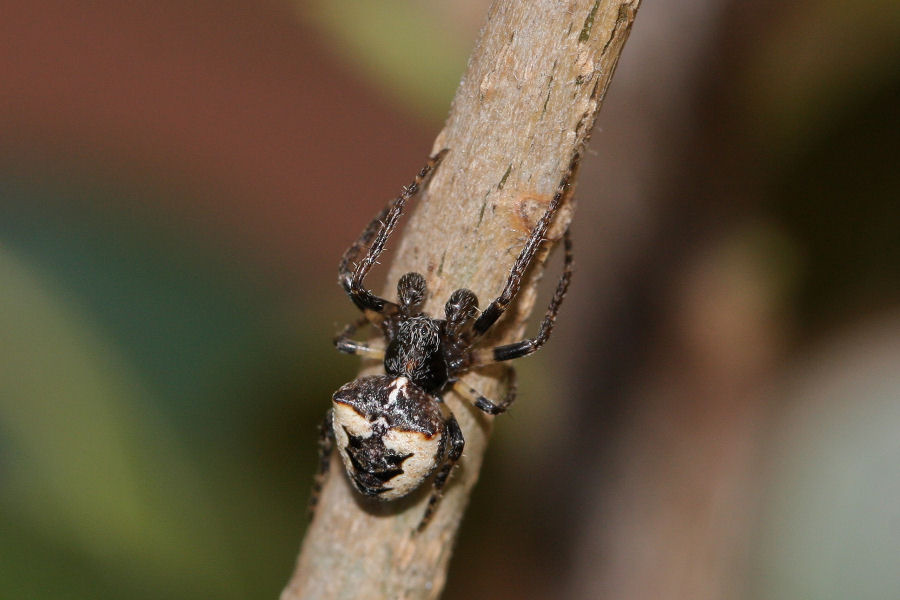 Gibbaranea cf. bituberculata - Castel Maggiore (BO)