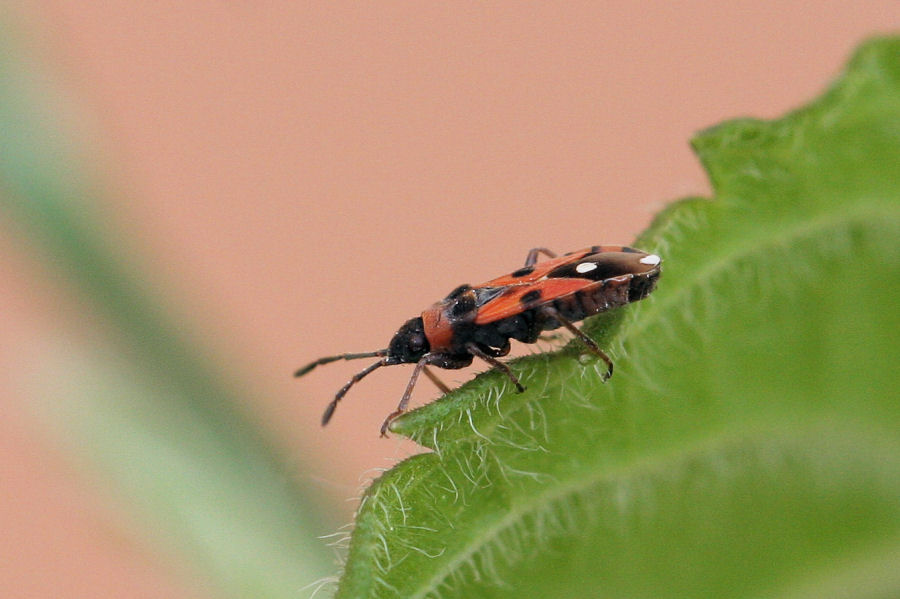 Lygaeidae: Horvathiolus superbus dell''Emilia