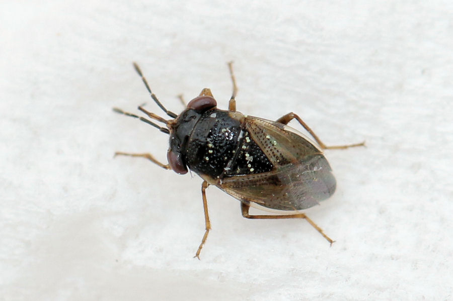 Lygaeidae: Geocoris pallidipennis