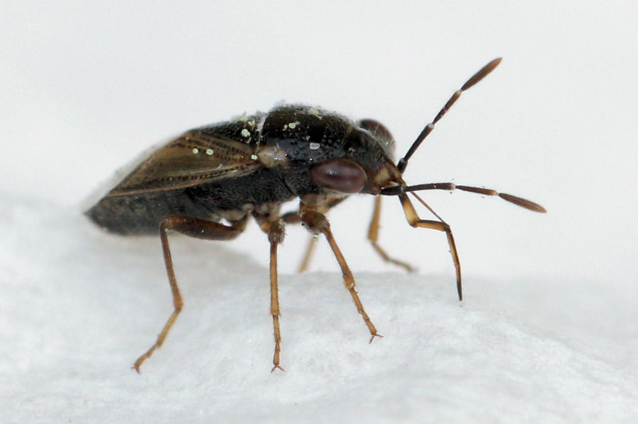 Lygaeidae: Geocoris pallidipennis