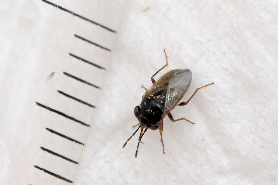 Lygaeidae: Geocoris pallidipennis