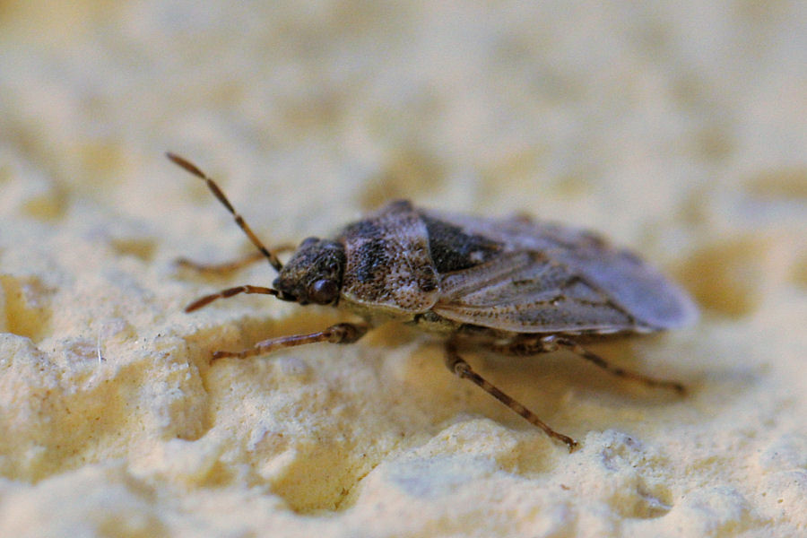 Lygaeidae: Platyplax inermis dell''Emilia (BO)