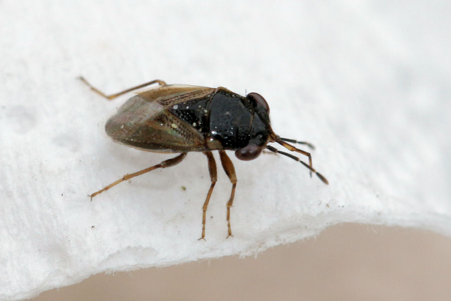 Lygaeidae: Geocoris pallidipennis