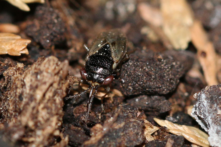 Lygaeidae: Geocoris pallidipennis