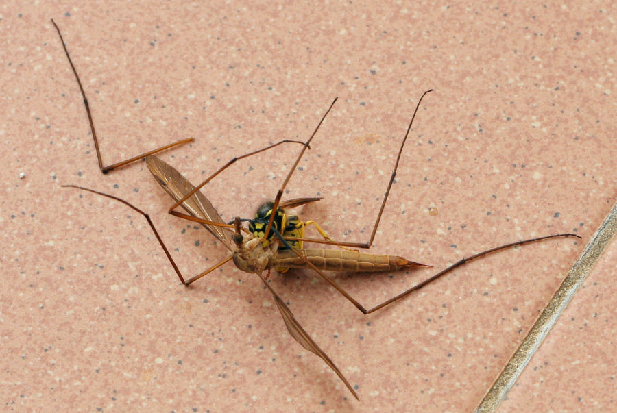 Vespula germanica preda Tipula