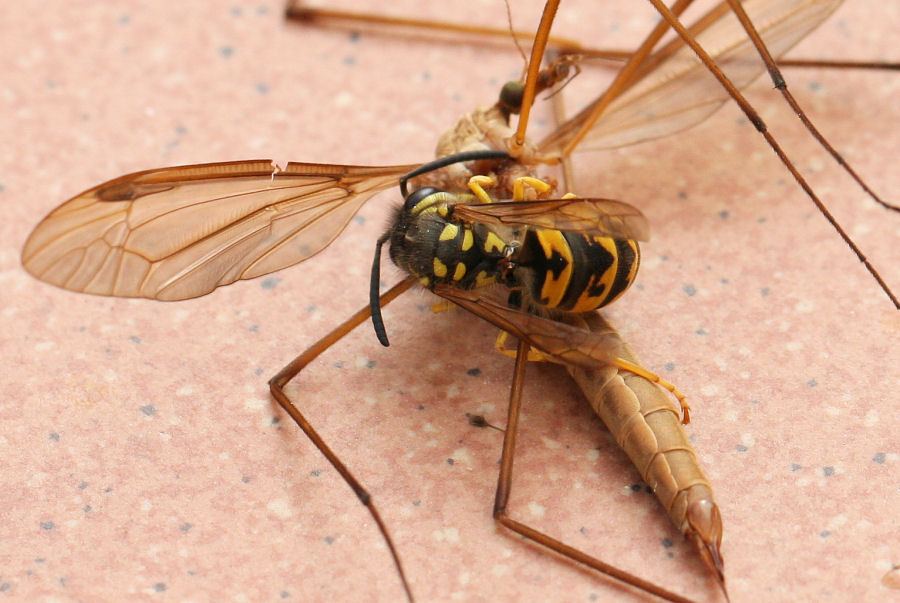 Vespula germanica preda Tipula