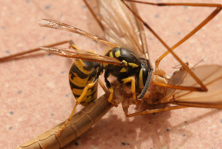 Vespula germanica preda Tipula