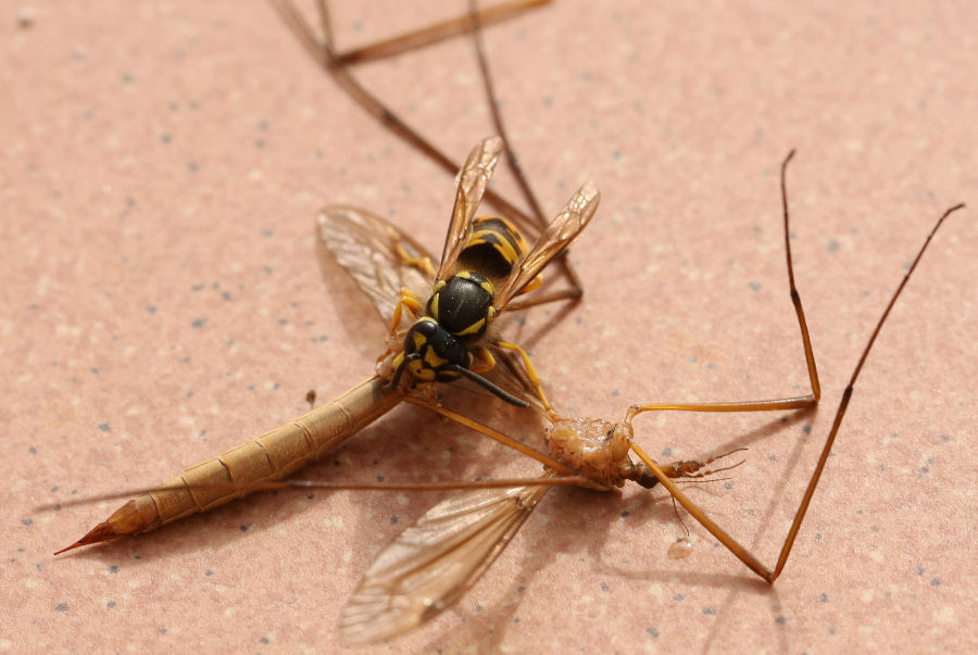 Vespula germanica preda Tipula