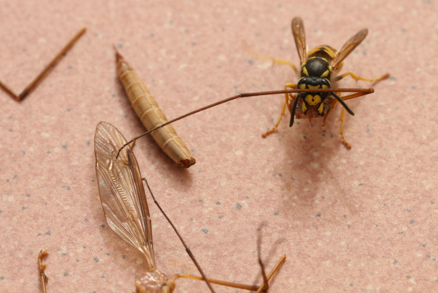 Vespula germanica preda Tipula