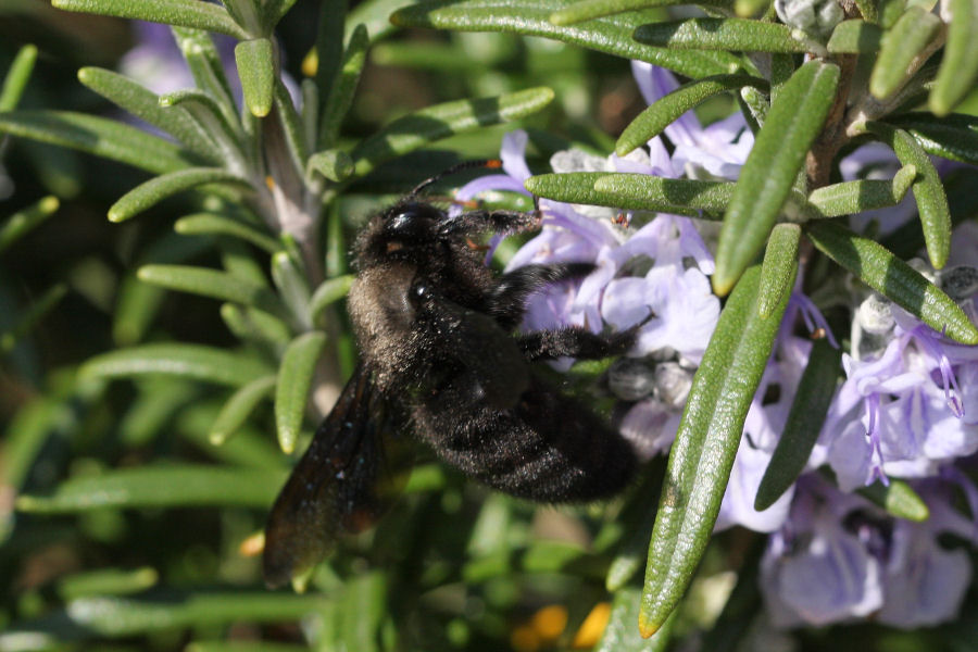 Maschio di Xylocopa violacea