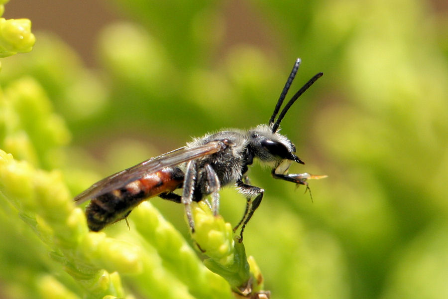 Lasioglossum (Evyleus) cfr. nigripes - Apidae Halictinae