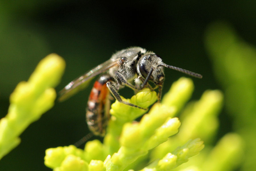 Lasioglossum (Evyleus) cfr. nigripes - Apidae Halictinae