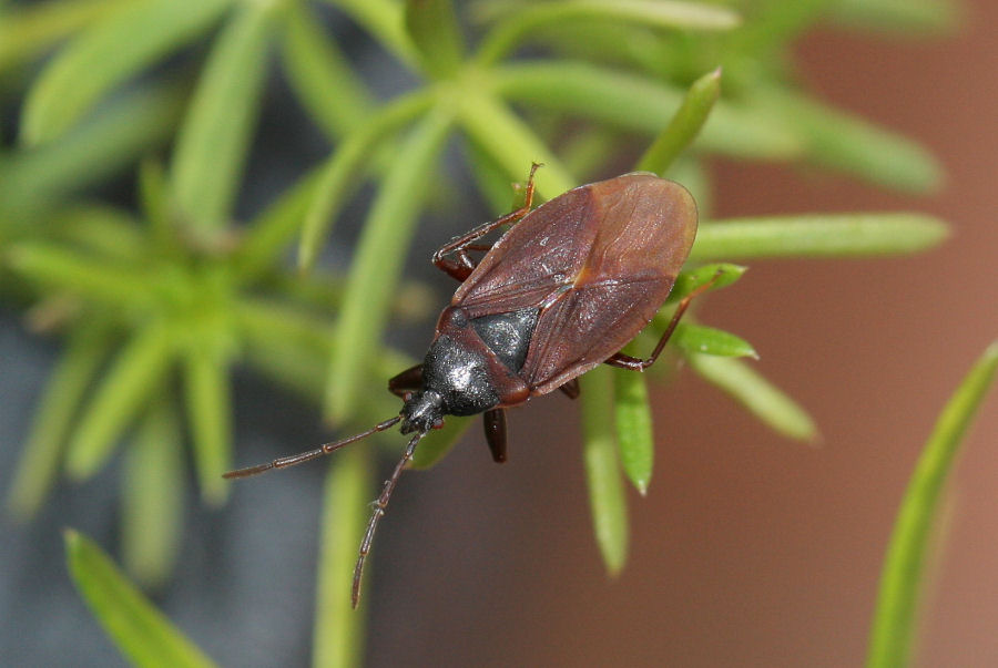 Lygaeidae: Gastrodes grossipes dell''Emilia (Bo)