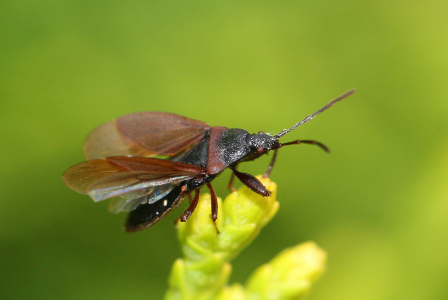 Lygaeidae: Gastrodes grossipes dell''Emilia (Bo)