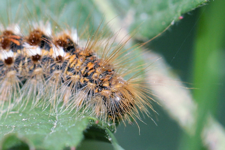 Bruco peloso