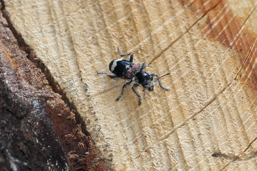 Cleridae: Clerus mutillarius