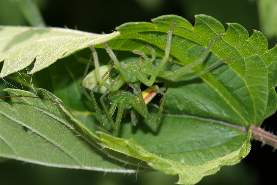 Micrommata virescens: accoppiamento - Bentivoglio (BO)