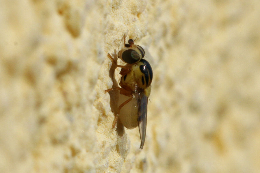 Thaumatomyia sp. ?