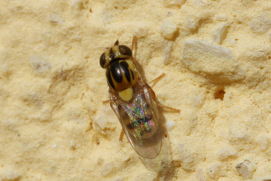 Thaumatomyia sp. ?