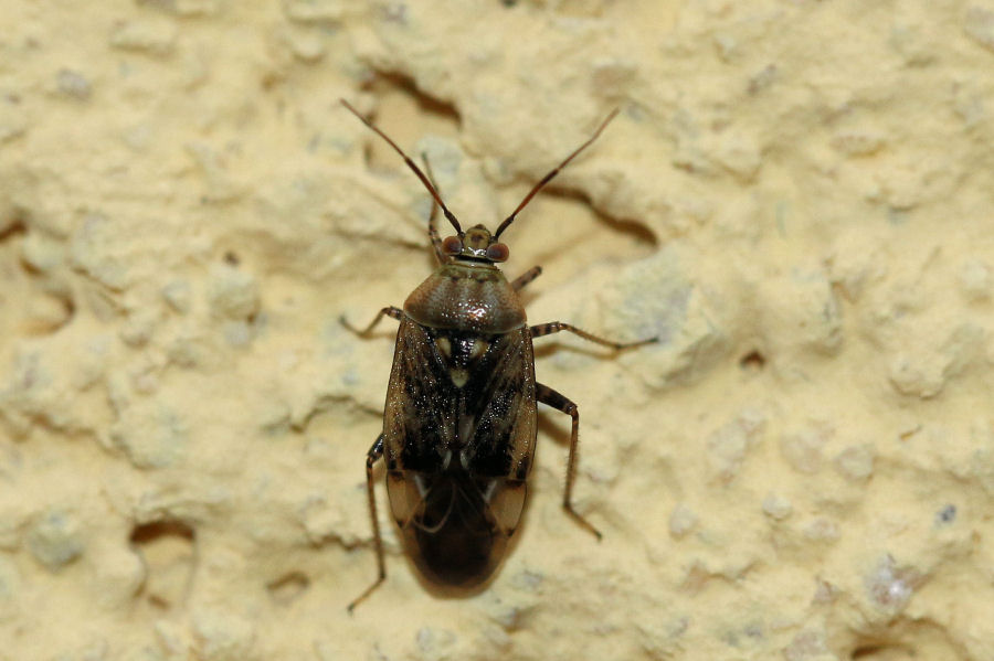 Miridae: Lygus rugulipennis