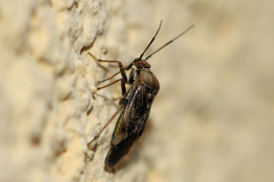 Miridae: Lygus rugulipennis