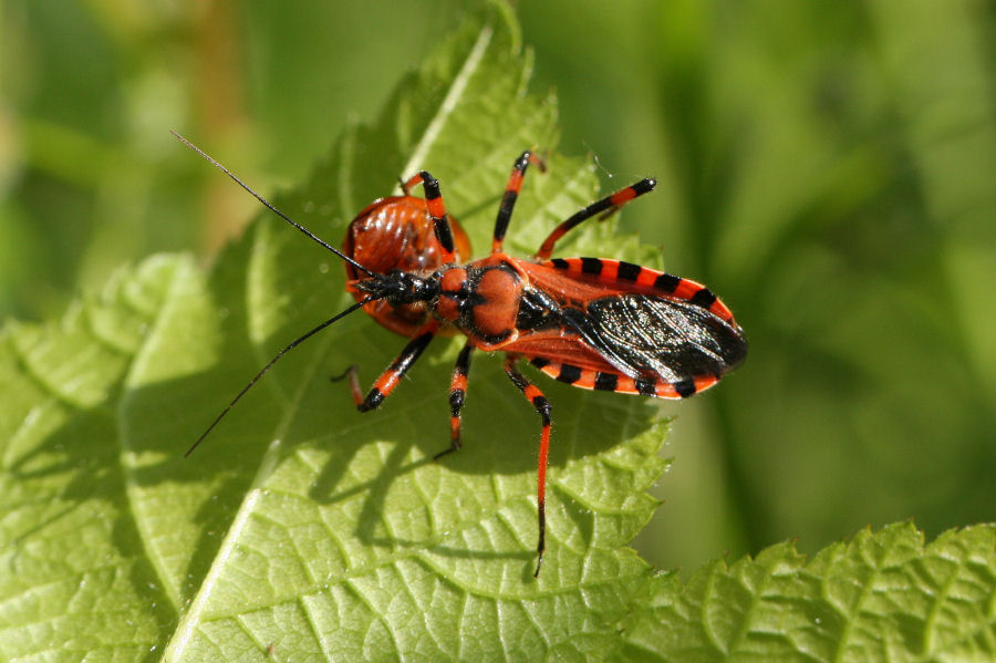 Reduviidae: Rhynocoris con preda