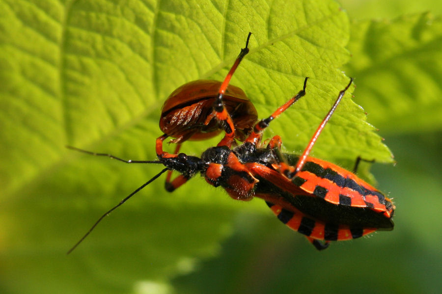 Reduviidae: Rhynocoris con preda