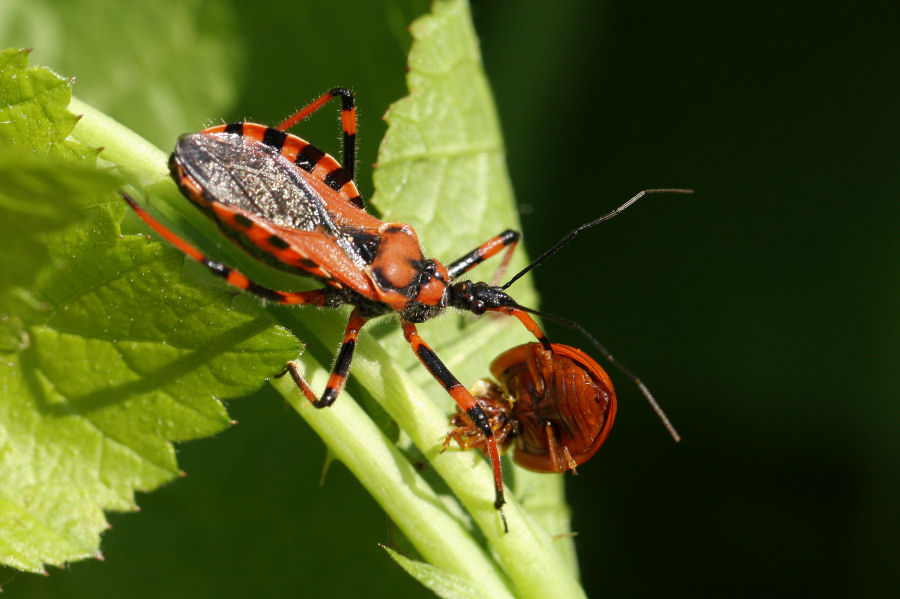 Reduviidae: Rhynocoris con preda