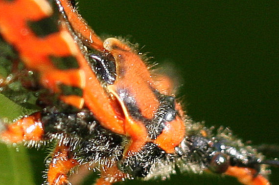 Reduviidae: Rhynocoris con preda