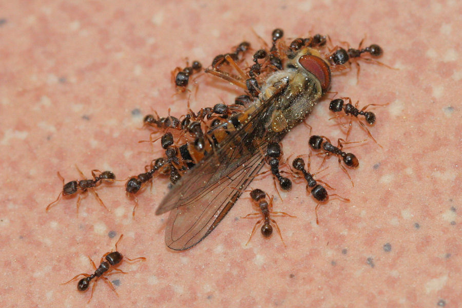 Tetramorium sp.