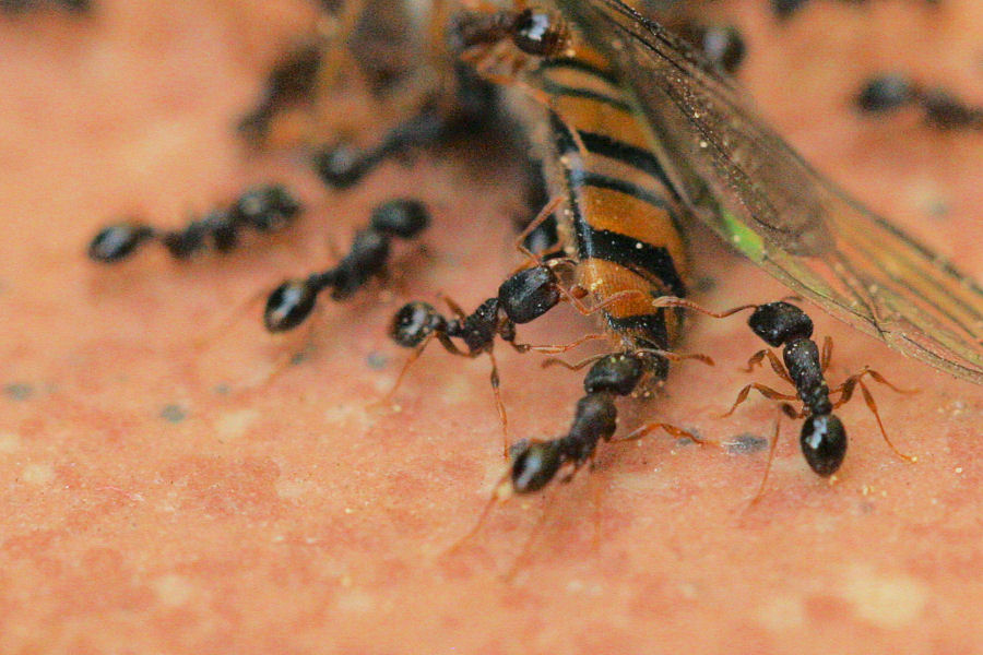 Tetramorium sp.