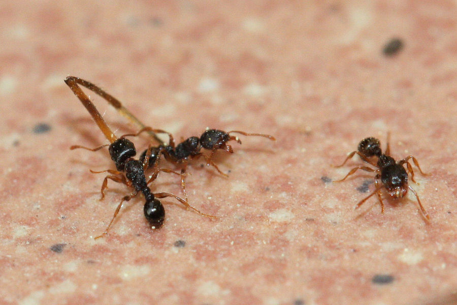 Tetramorium sp.