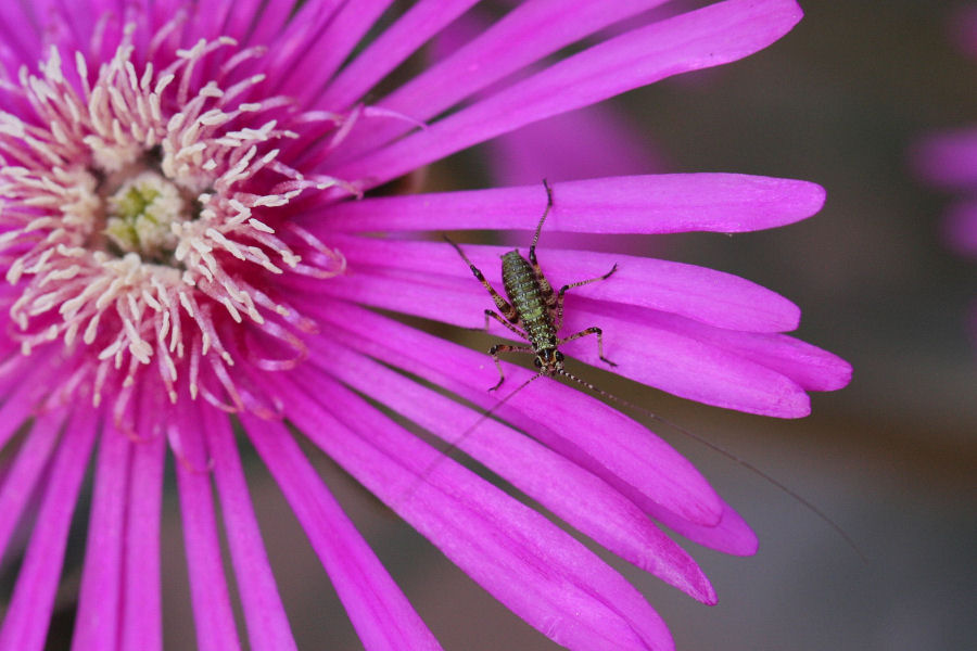 Phaneroptera sp. da neanide a ninfa