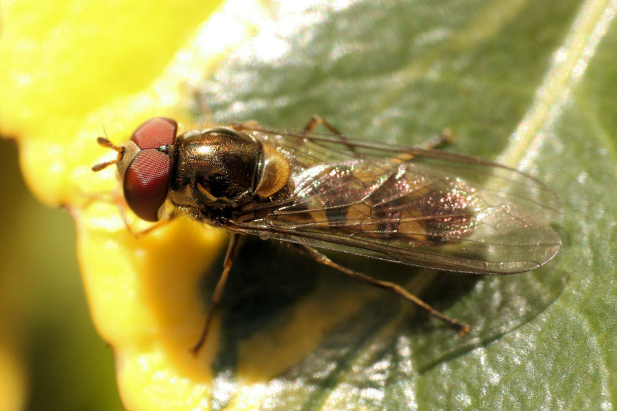 Syrphidae: Meliscaeva auricollis,  maschio