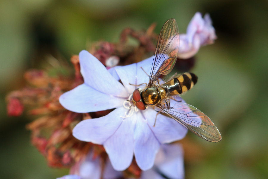 Syrphidae: Meliscaeva auricollis,  maschio