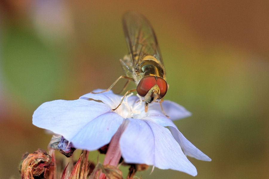 Syrphidae: Meliscaeva auricollis,  maschio