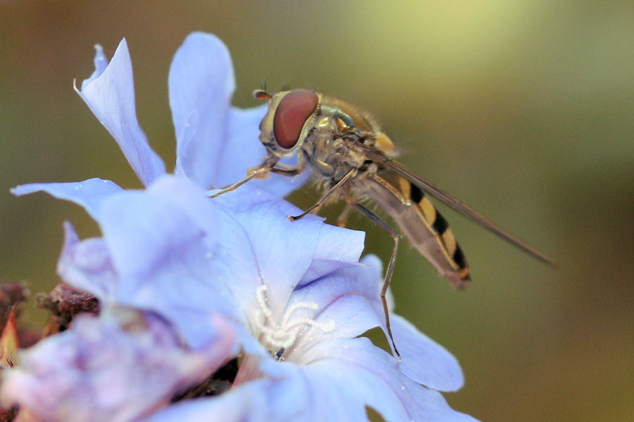 Syrphidae: Meliscaeva auricollis,  maschio