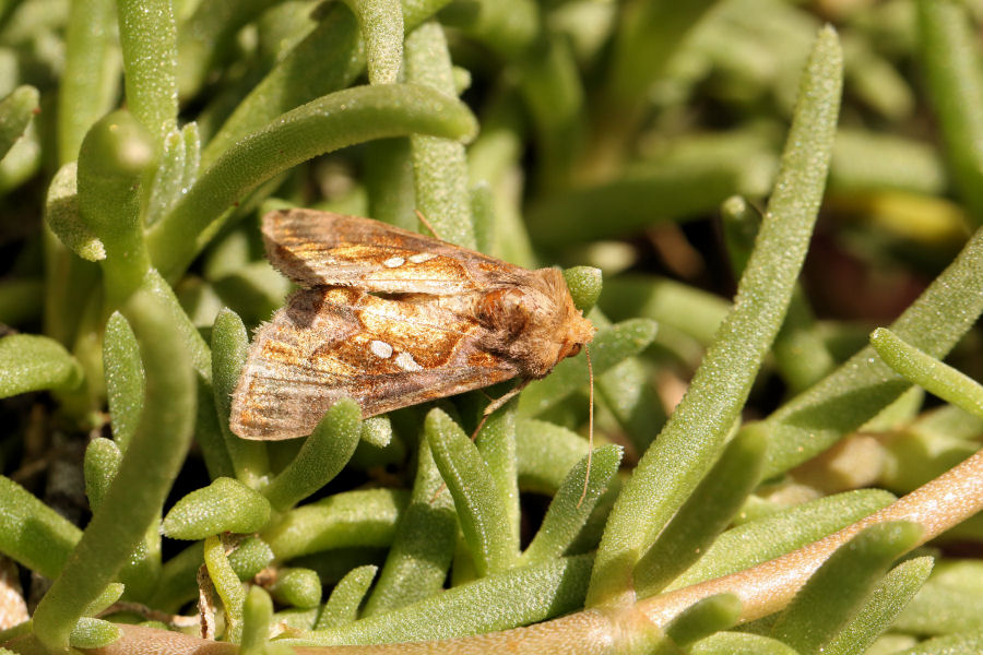 Noctuidae: Chrysodeixis chalcites