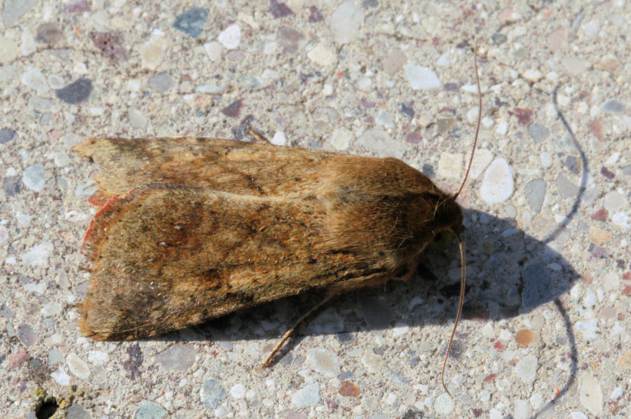 Noctuidae? Helicoverpa armigera