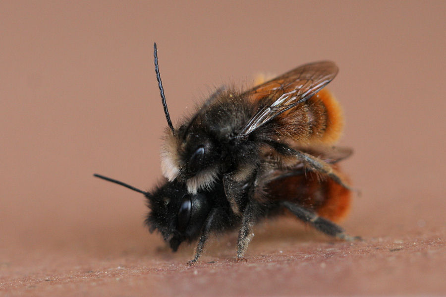 Osmia cornuta: Costruzione nido e nuova generazione