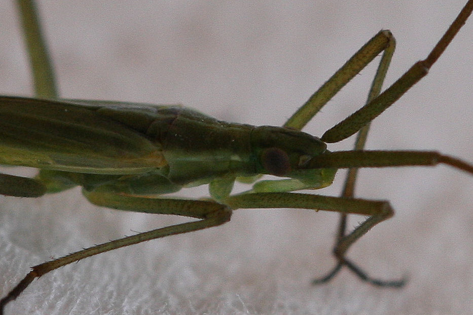 Miridae: Stenodema sp. ? No, Megaloceroea recticornis