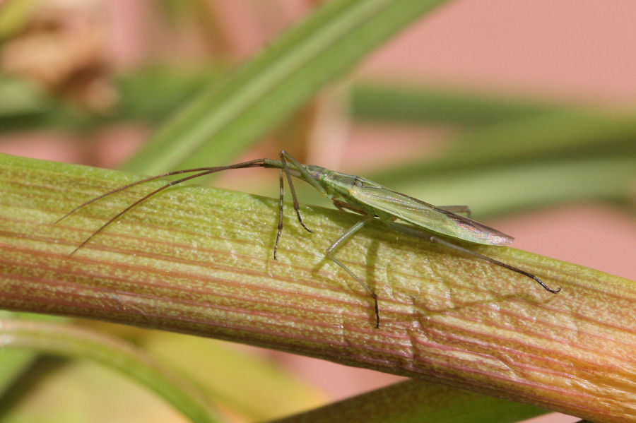 Miridae: Stenodema sp. ? No, Megaloceroea recticornis