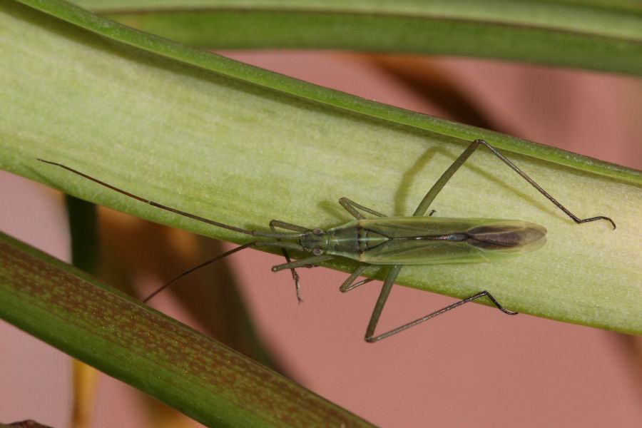 Miridae: Stenodema sp. ? No, Megaloceroea recticornis