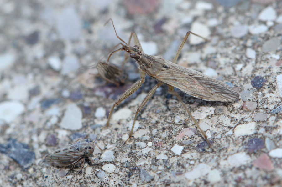 Nabidae: Nabis sp. con preda