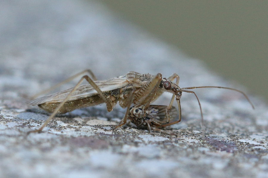 Nabidae: Nabis sp. con preda