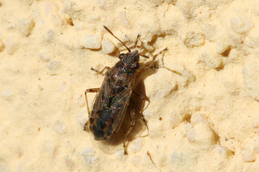 Lygaeidae: Nysius senecionis