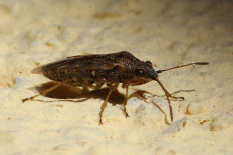 Lygaeidae: Nysius senecionis