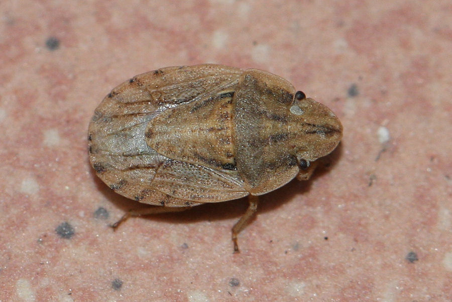 Pentatomidae: Sciocoris sulcatus dell''Emilia (BO)