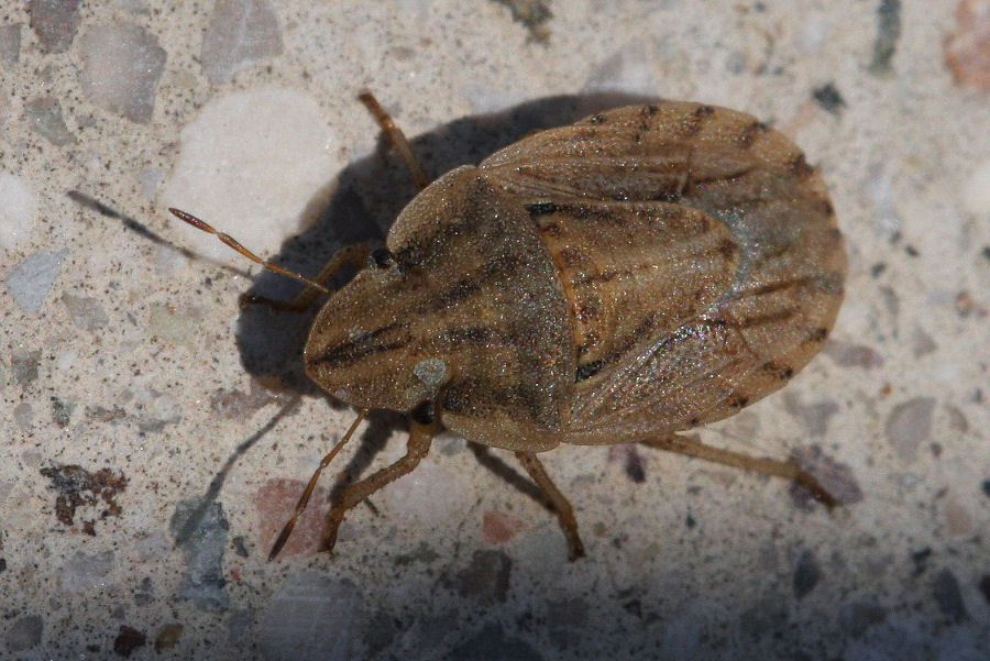 Pentatomidae: Sciocoris sulcatus dell''Emilia (BO)