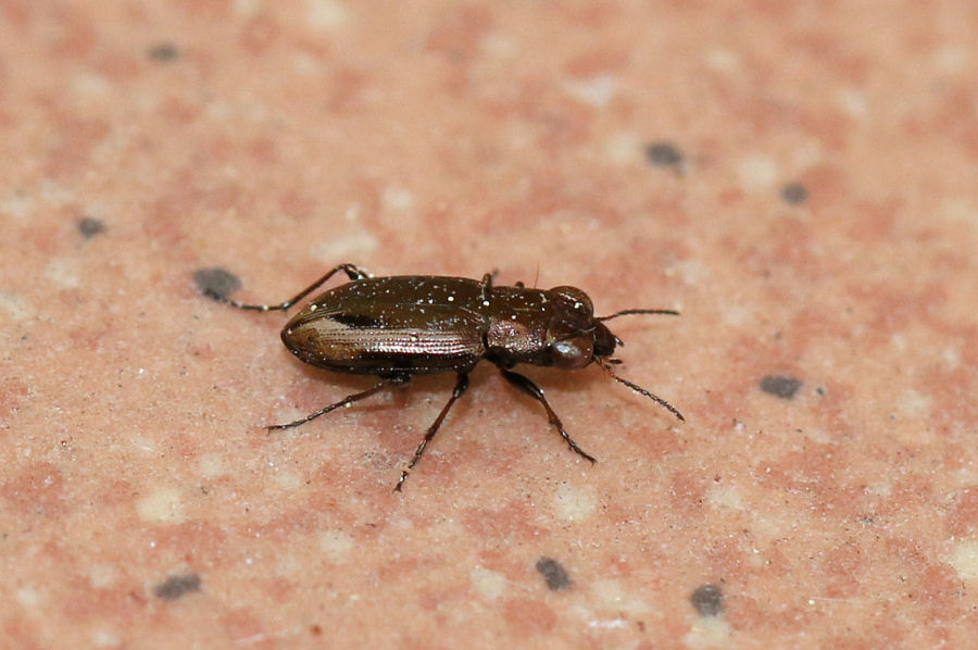 Carabidae: Notiophilus sp.